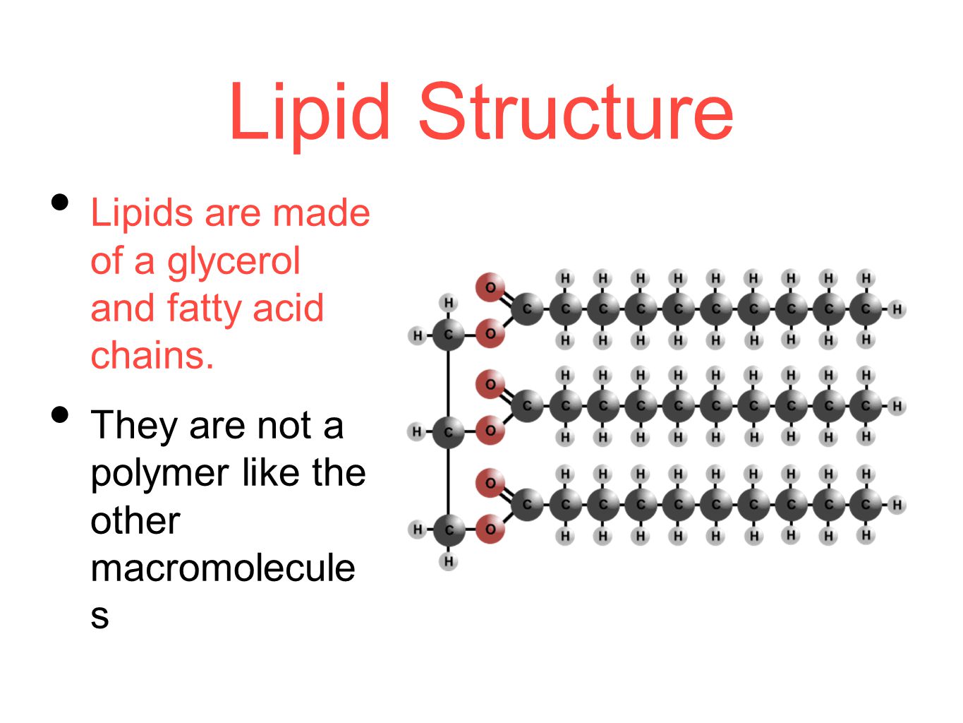 they-are-not-a-polymer-like-the-other-macromolecule-s